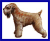 Click here for more detailed Soft Coated Wheaten Terrier breed information and available puppies, studs dogs, clubs and forums